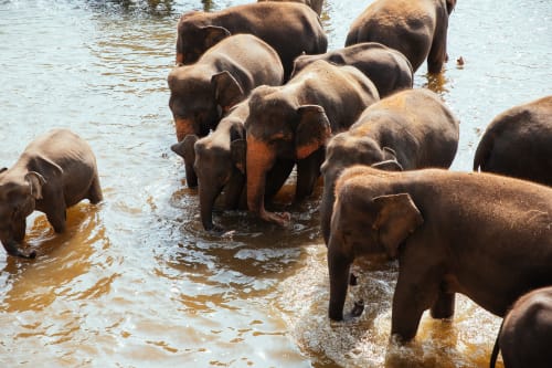 Mit Elefanten Baden Einzigartiges Erlebnis Withlocals