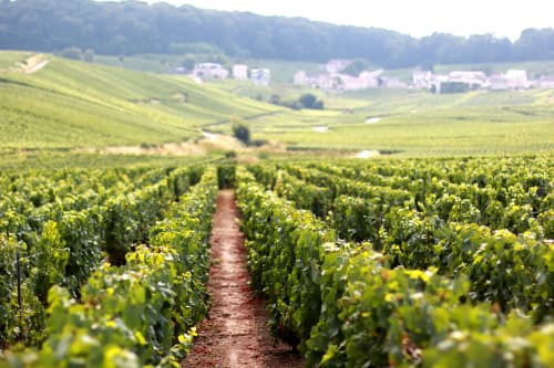 Want to Visit France's Champagne Caves? LVMH to Start Selling Trips