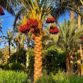 Picture of Explore Cairo's Rural Charms: Journey into the Countryside