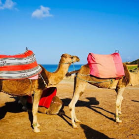 Picture of Tangier Day Trip: Uncover the City's Highlights