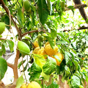 Picture of  Limoncello Magic: A Culinary Experience in Amalfi Coast's Lemon Groves