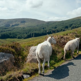 Picture of City Escape: Glendalough Day Trip