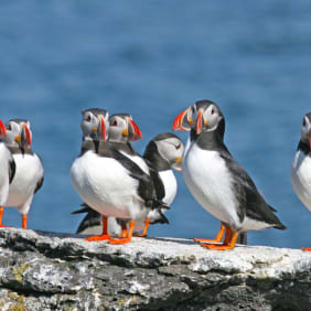 Picture of Discover Snæfellsnes: Iceland's Ultimate Peninsula Tour
