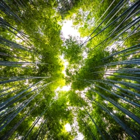 Picture of Cruise Shore Excursion: Kyoto Highlights 