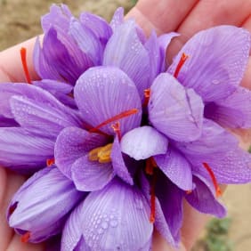 Picture of Tuscan Countryside Bike Tour & Saffron Tasting