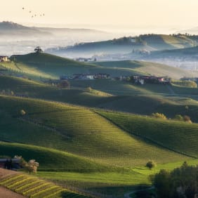 Picture of Wine and Truffle tasting in Langhe