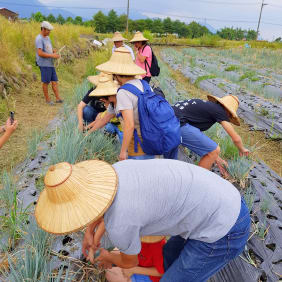 Picture of Yilan Day Tour: Tea plantation, Shrimping, Foot Hot spring, Kavalan whisky