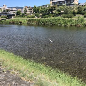 Picture of Kyoto Day Trip from Osaka (*also OK to start in Kyoto)