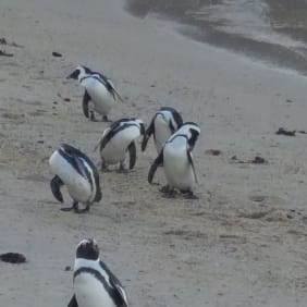 Picture of Cape Town's Whales & Wine day trip with Seafood Lunch
