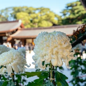 Picture of Highlights & Hidden Gems of the Shibuya district