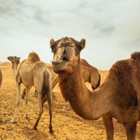 Picture of One of a Kind Desert Adventure Experience