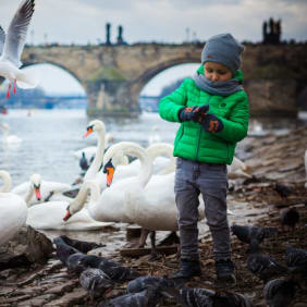 Picture of Picture Perfect Tour of Prague