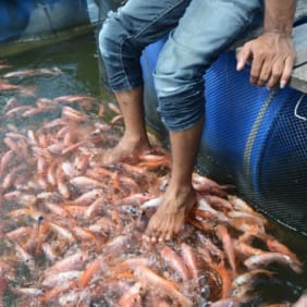 Picture of Unique insights to Sri Lanka – up close