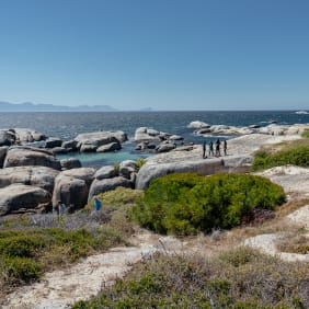 Picture of Scuba Diving Experience in Simonstown with an Expert