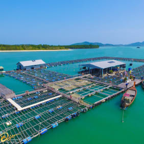 Picture of Pearl of the Andaman: A Journey to Phuket's Local Pearl Farm