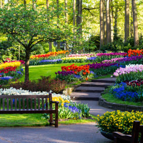 Picture of Keukenhof in Full Bloom: A Private Tour with a Local Guide