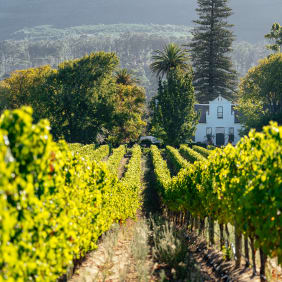 Picture of Sip and Savor: Constantia's Wine Tasting Adventure
