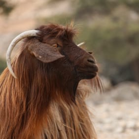Picture of Discover the Majesty: Jabel Shams Canyon Day Trip