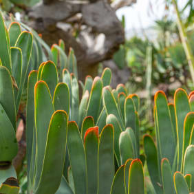 Picture of Day Trip: Funchal's Botanical Garden by Cable Car