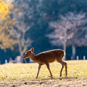 Picture of Treasures of Nara: Deer & Divinity Tour