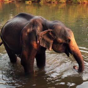 Picture of Withlocals Your Way! : Discover the Wonders of Goa State by Car
