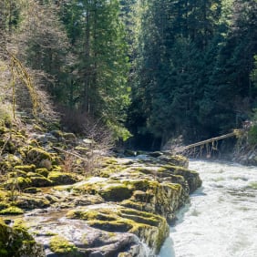 Picture of City Escape: Vancouver Lookout & Capilano Suspension Bridge Park Day Trip