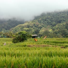 Picture of Withlocals Your Way! : Day Trip Bali by Car