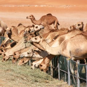 Picture of Escape to Al Ain: A Cultural Day Trip
