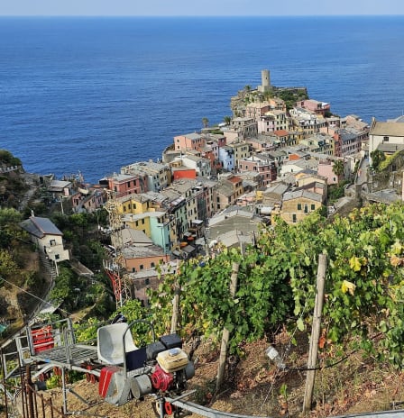 Visit to a local vineyard and winetasting