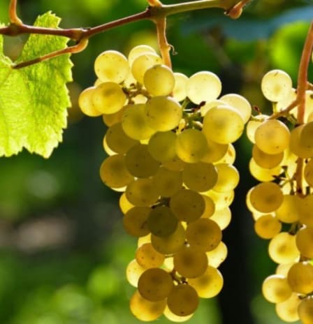 Private Day Trip to Chablis with a wine expert
