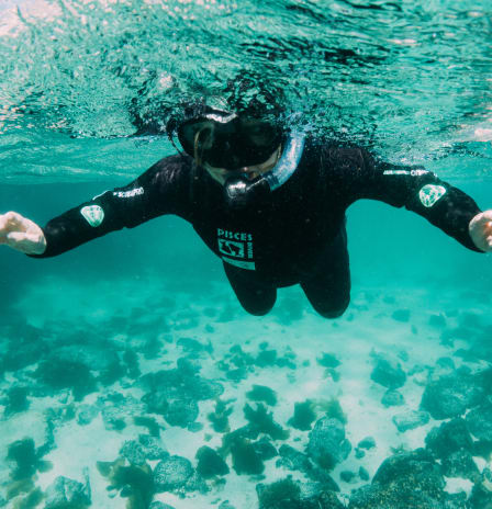 Kelp Forest Snorkel and Penguin Walk