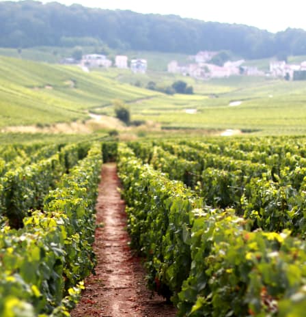 VIP Day Trip to Champagne with a Wine Expert