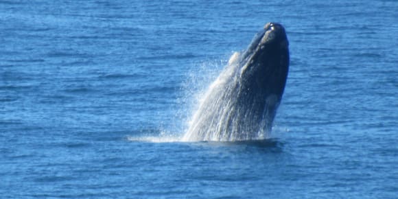 Picture of Cape Town's Whales & Wine day trip with Seafood Lunch
