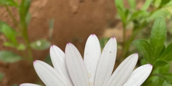 Picture of Explore Cairo's Rural Charms: Journey into the Countryside