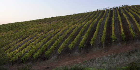 Picture of Stellenbosch local wine tour