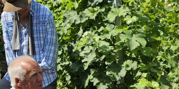 Picture of Visit to a Local Vineyard with Wine tasting