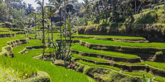 Picture of Bali Landscape Hunter - Instagram Private Day Trip