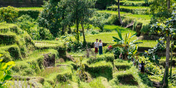 Picture of City Escape: Ubud Day Trip