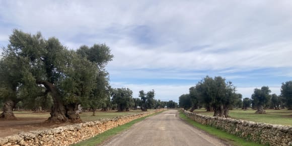 Picture of Wheels and Waves: Cycling through Olive Groves to the Sea