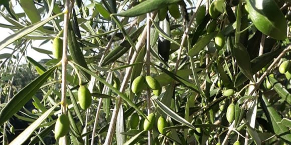 Picture of Lemon and olive oil : Countryside experience in Sorrento Coast