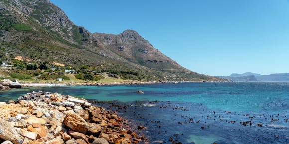 Picture of Cape Town From the Water: Snorkeling & Penguins