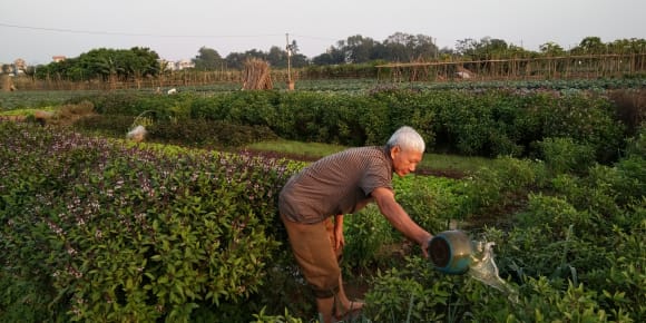 Picture of Farm tour & Cooking in Hanoi with local family