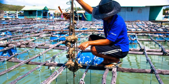 Picture of Pearl of the Andaman: A Journey to Phuket's Local Pearl Farm