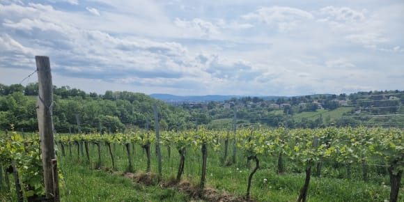 Picture of Explore the great vineyards in Grinzing