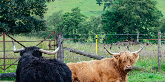Picture of City Escape: Loch Ness Day Trip