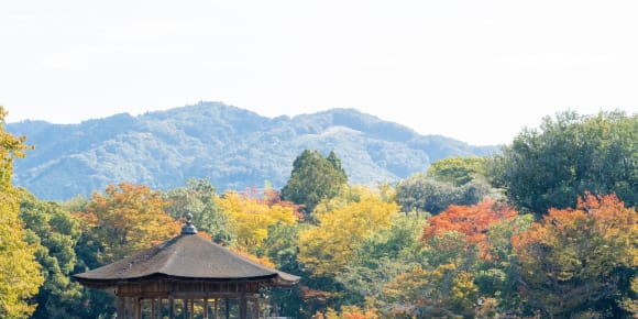 Picture of Cruise Shore Excursion: Nara Highlights 