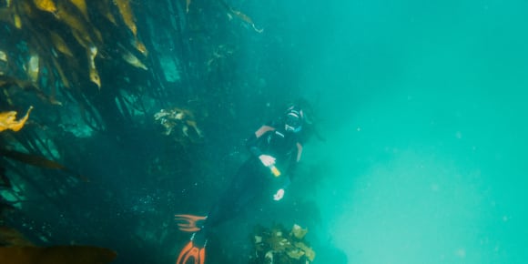 Picture of Scuba Diving Experience in Simonstown with an Expert
