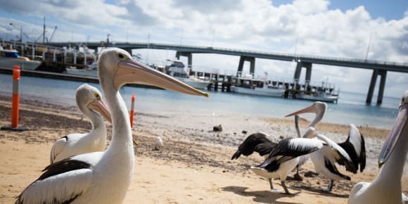 Picture of Full-Day Private Australian Wildlife Tour of Phillip Island