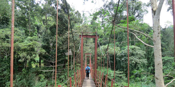 Picture of Full Day Hike Trip To Sinharaja