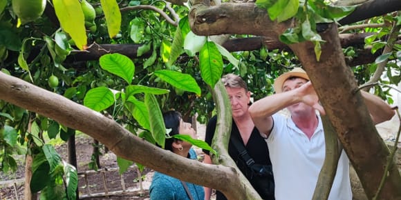 Picture of  Limoncello Magic: A Culinary Experience in Amalfi Coast's Lemon Groves